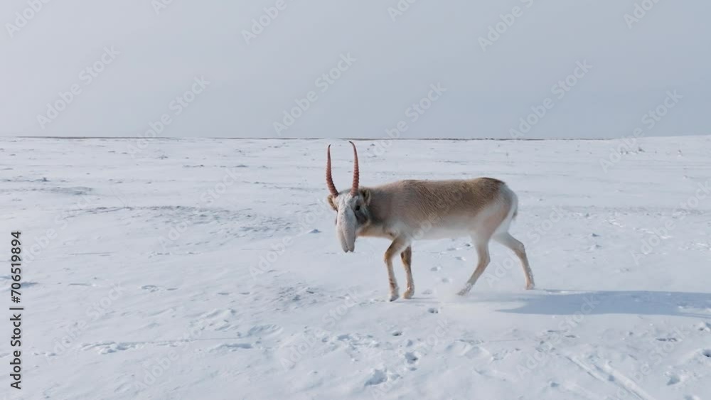 Saiga in winter during the rut. A male of Saiga antelope or Saiga tatarica walk in snow - covered steppe in winter. Antelope migration. Walking with wild animals, slow motion video Saiga in winter during the rut. A male of Saiga antelope or Saiga tatarica walk in snow - covered steppe in winter. Antelope migration. Walking with wild animals, slow motion video