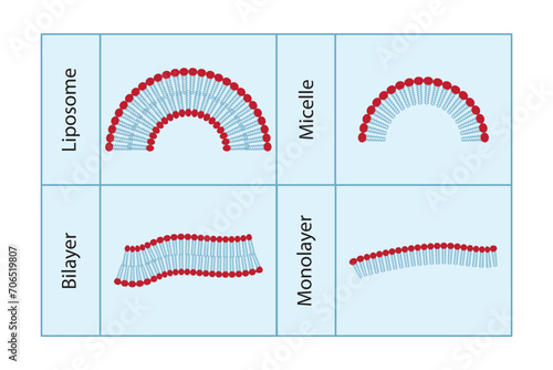 Diagram showing phospholipid structures - Liposome, micelle, monolayer and bilayer. Red and blue scientific vector illustration.