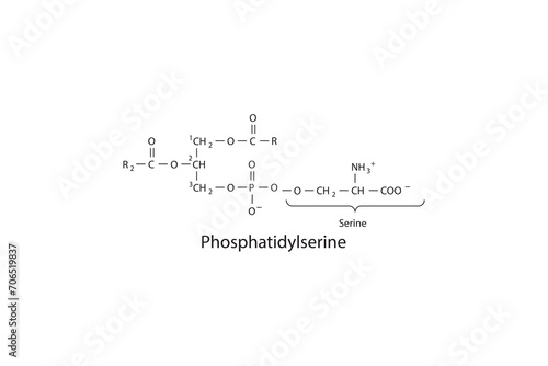 Molecular schematic structure of Phosphatidylserine. White Scientific vector illustration. photo