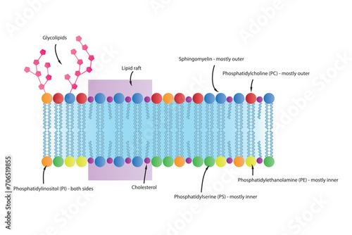 Diagrams showing schematic structure of cytoplasmatic membrane, including phospholipids (PE, PC, PS, sphingomyelin) glycolipids, cholesterol, lipid raft. Colorful scientific vector illustration.