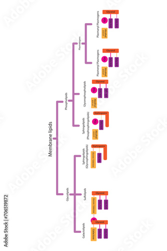 Diagram showing classification of lipids - storage lipids, membrane lipids - phospholipids, glycolipids, triglycerides, plasmogens and more. Orange and pink scientific vector illustration.