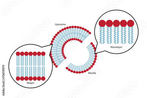 Diagram showing phospholipid structures - Liposome, micelle, monolayer and bilayer. Red scientific vector illustration.