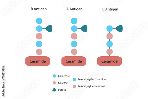 Diagram of O, A and B antigens on a ceramide - blood type determining oligosaccharide blue and red Scientific vector illustration. photo