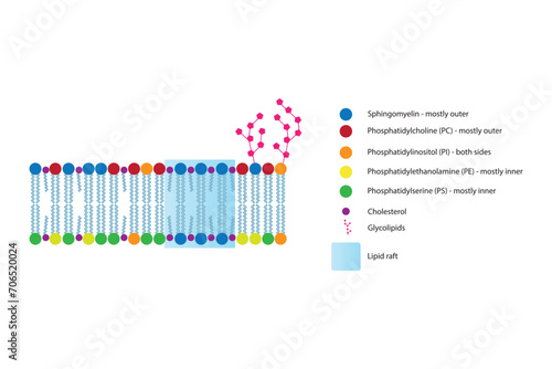 Diagrams showing schematic structure of cytoplasmatic membrane  including phospholipids  PE  PC  PS  sphingomyelin  glycolipids  cholesterol  lipid raft. Colorful scientific vector illustration.