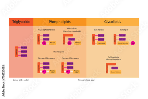 Diagram showing classification of lipids - storage lipids, membrane lipids - phospholipid, glycolipid, sulfolipid, etc, including chemical linkages. Orange and pink scientific vector illustration.