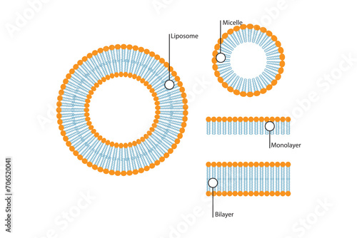 Diagram showing phospholipid structures - Liposome, micelle, monolayer and bilayer - non polar tails and polar heads. Blue scientific vector illustration. photo