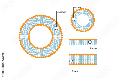 Diagram showing phospholipid structures - Liposome, micelle, monolayer and bilayer - non polar tails and polar heads. Blue scientific vector illustration.