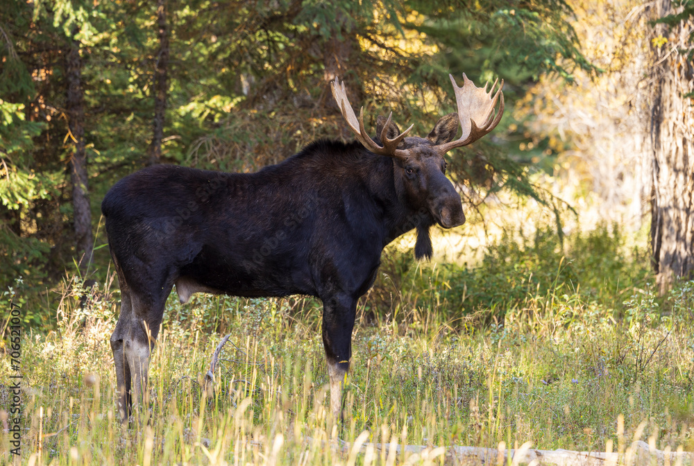 Shiras Moose Bull During the Rut in Autumn in Wyoming Shiras Moose Bull During the Rut in Autumn in Wyoming