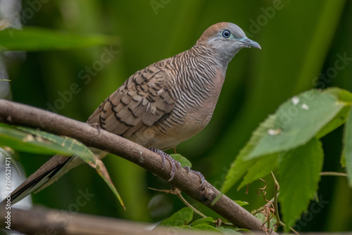 The zebra dove (Geopelia striata), also known as the barred ground dove, or barred dove, is a species of bird of the dove family, Columbidae photo