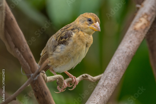 The streaked weaver (Ploceus manyar) is a species of weaver bird found in South Asia and South-east Asia © lessysebastian