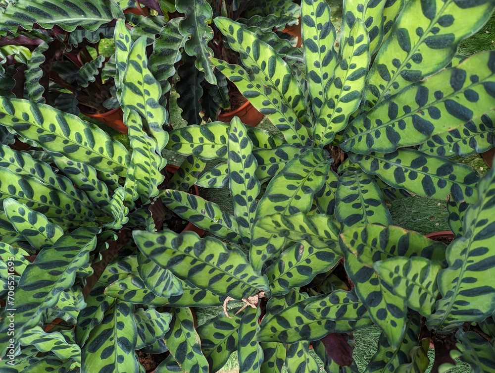 Fototapeta premium Patterned leaves of Calathea lancifolia (Rattlesnake Plant)