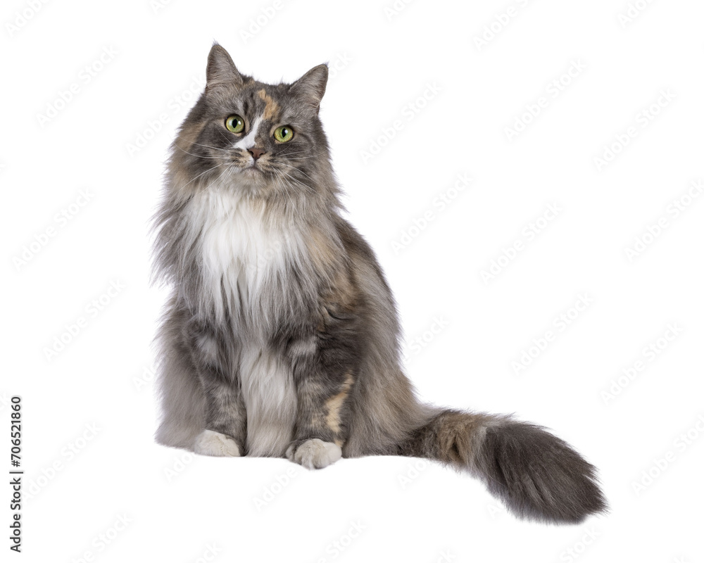 Impressive fluffy tortie cat, sitting up on edge facing front. Looking straight to camera with green eyes. Isolated cutout on a transparent background.