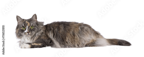 Impressive fluffy tortie cat  laying down side ways. Looking straight to camera with green eyes. Isolated cutout on a transparent background.