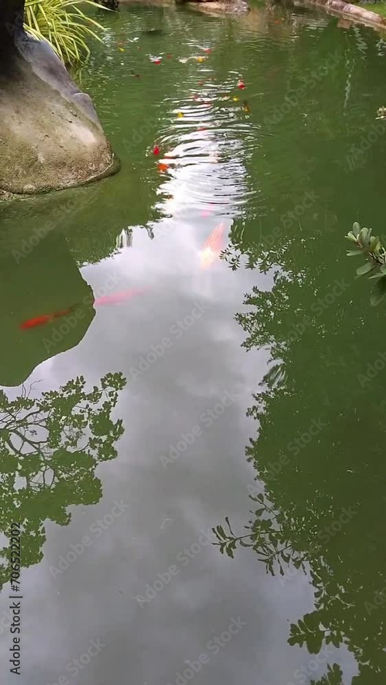 fish and reflection in water