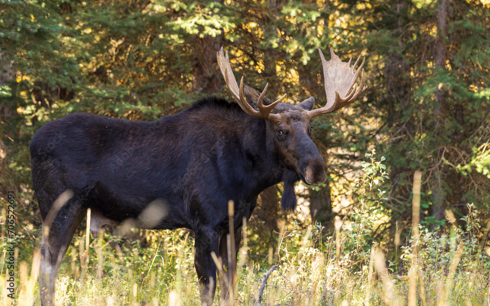 Shiras Moose Bull During the Rut in Autumn in Wyoming Shiras Moose Bull During the Rut in Autumn in Wyoming