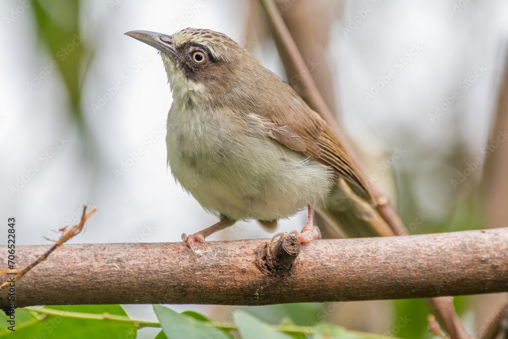 Obraz premium The thick-billed heleia (Heleia crassirostris), also known as the Flores white-eye, is a species of bird in the family Zosteropidae