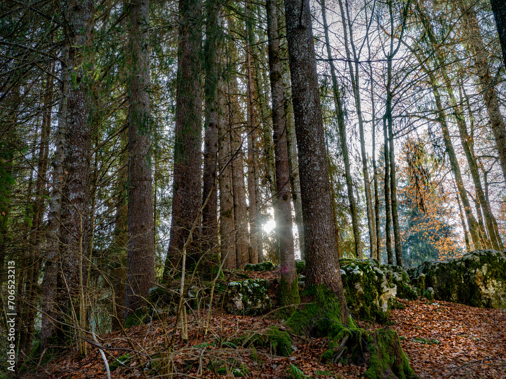 Obraz premium Detail in backlight with the sun among the trees, of a mountain forest