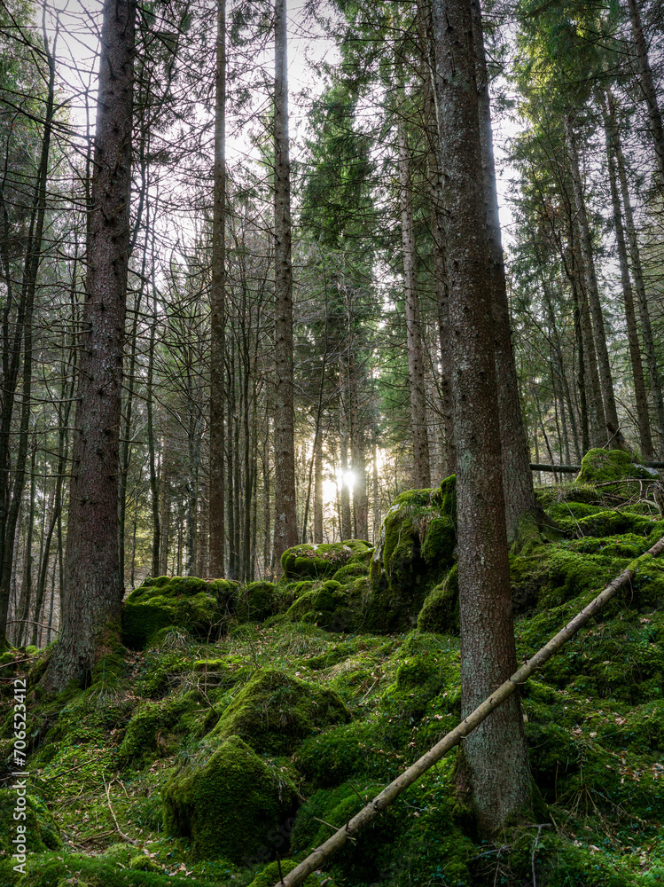 Obraz premium Detail in backlight with the sun among the trees, of a mountain forest