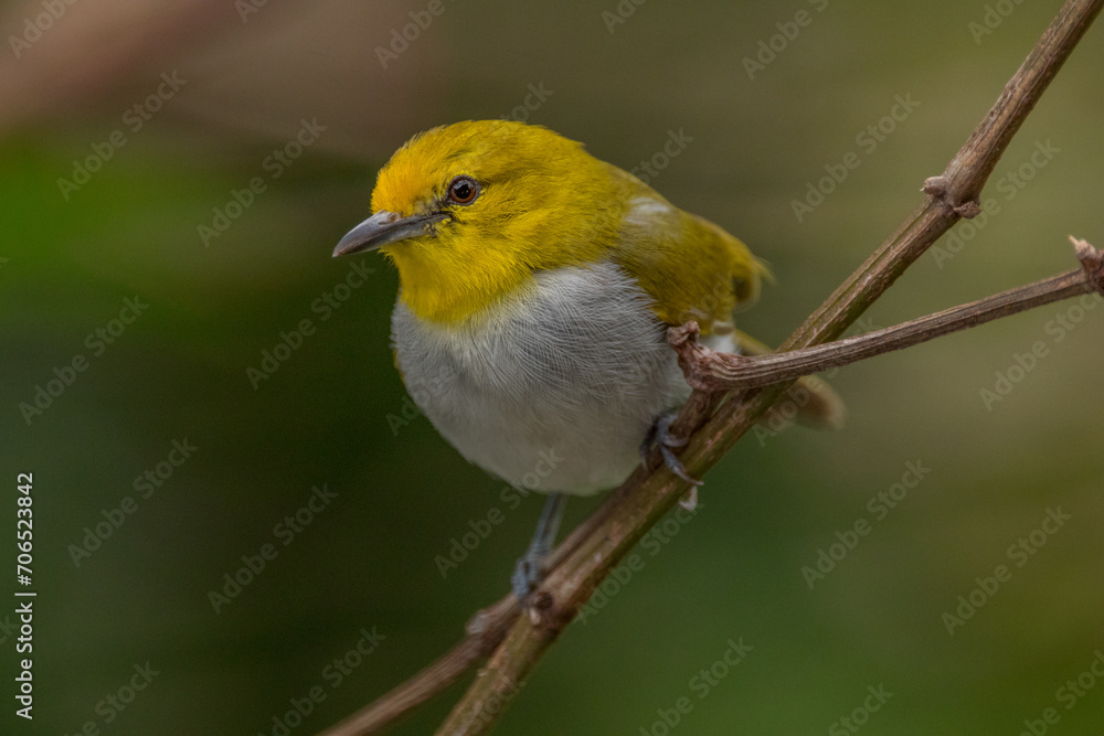 The Javan white-eye (Zosterops flavus) is a bird species in the family Zosteropidae that occurs in Java and Borneo