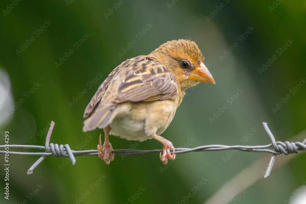Naklejka premium The streaked weaver (Ploceus manyar) is a species of weaver bird found in South Asia and South-east Asia