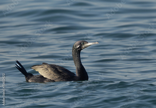 Socotra cormorant in breeding plumage at Busaiteen coast of Bahrain