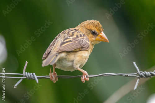 The streaked weaver (Ploceus manyar) is a species of weaver bird found in South Asia and South-east Asia © lessysebastian