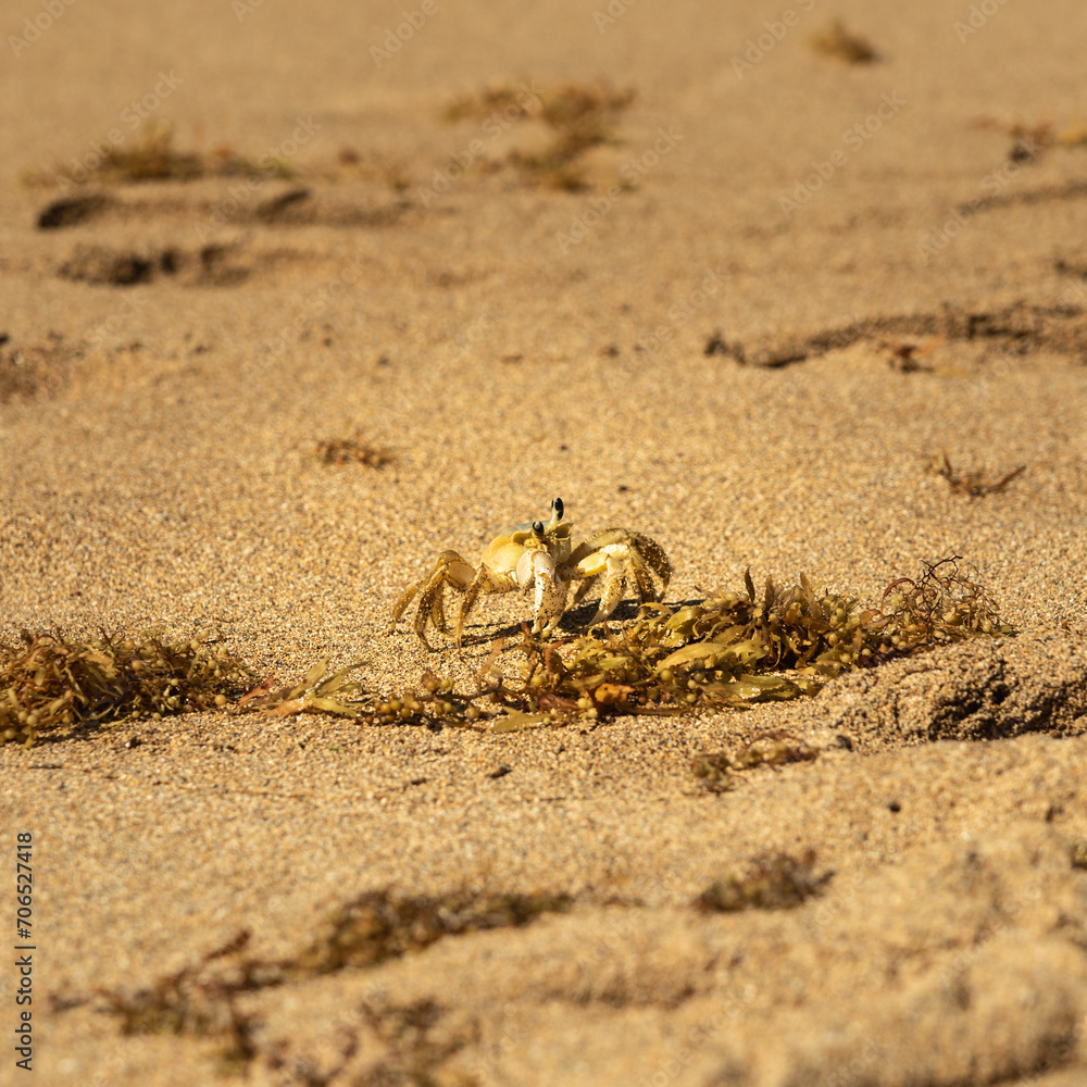 Petit crabe jaune sur la plage, les gros yeux noir du crabe Petit crabe jaune sur la plage, les gros yeux noir du crabe