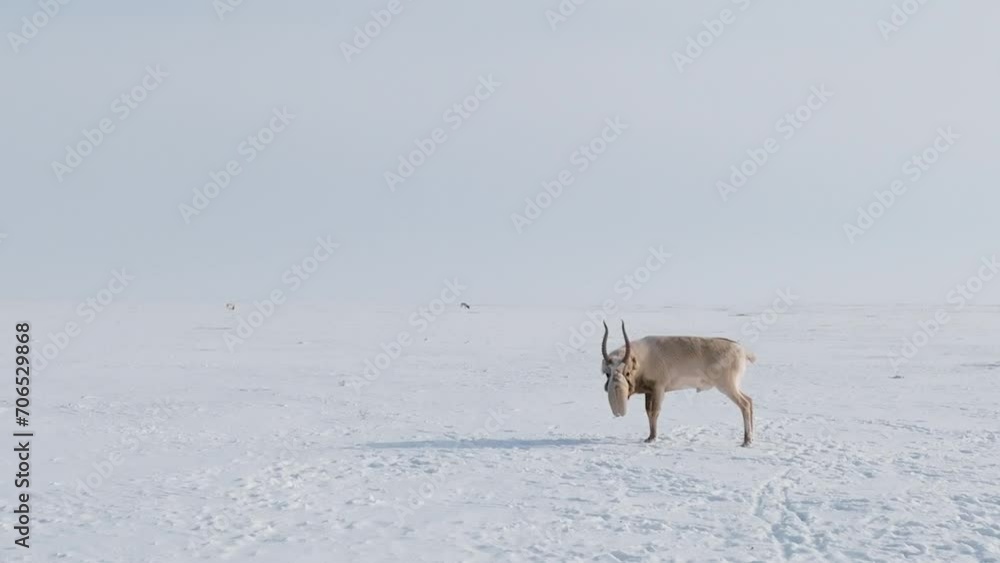 Saiga in winter during the rut. A male of Saiga antelope or Saiga tatarica walk in snow - covered steppe in winter. Antelope migration. Walking with wild animals, slow motion video Saiga in winter during the rut. A male of Saiga antelope or Saiga tatarica walk in snow - covered steppe in winter. Antelope migration. Walking with wild animals, slow motion video