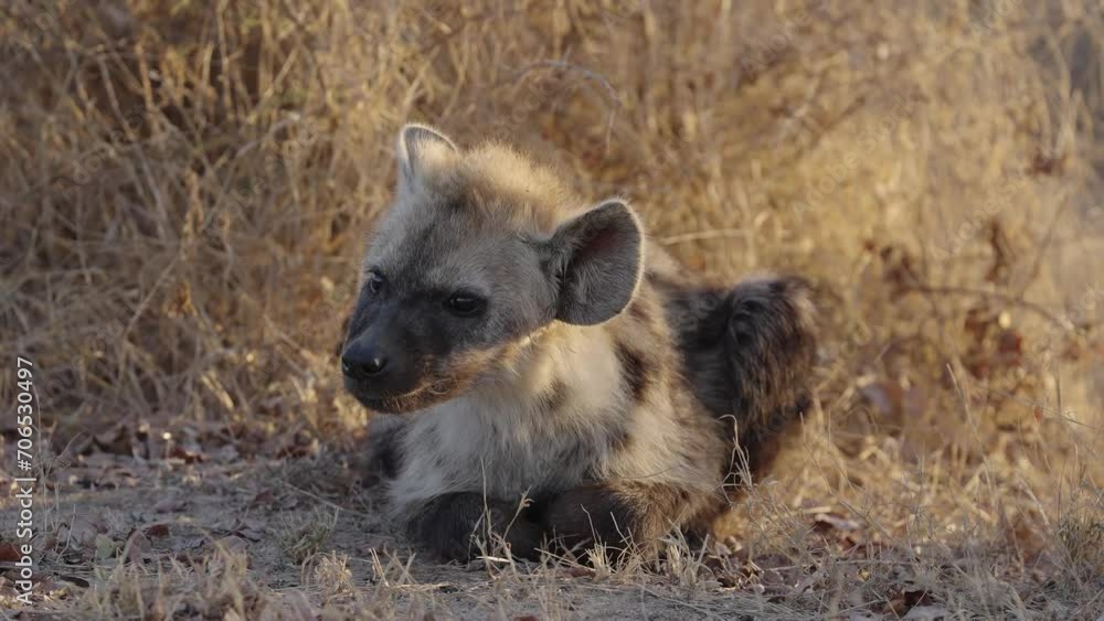 Baby Hyena cub lying in the sunrise Baby Hyena cub lying in the sunrise