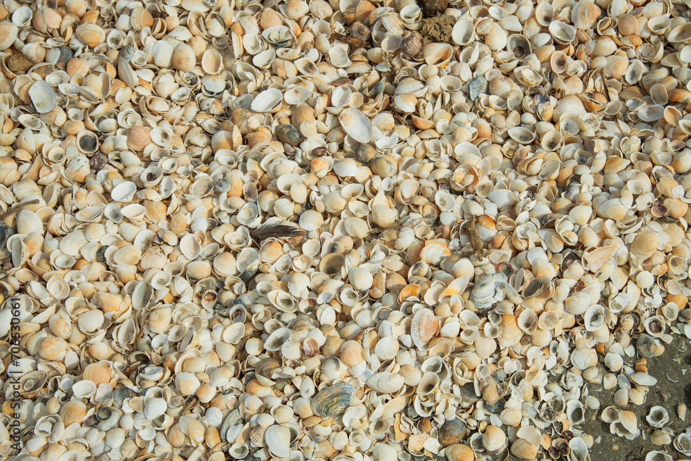 Seashells on the beach. Marine Background. Shell layout. Text background. Seashells on the beach. Marine Background. Shell layout. Text background.
