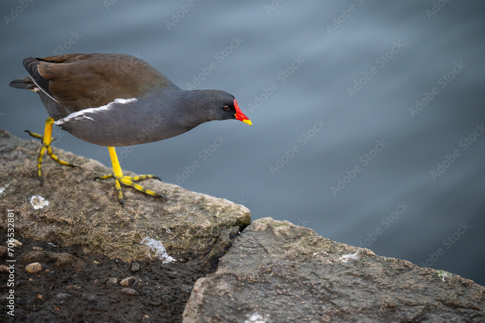 Fototapeta premium Moorhen walking to the right beside a lake. Common moorhen (Gallinula chloropus) in Kelsey Park, Beckenham, Kent, UK. Copy space to right.