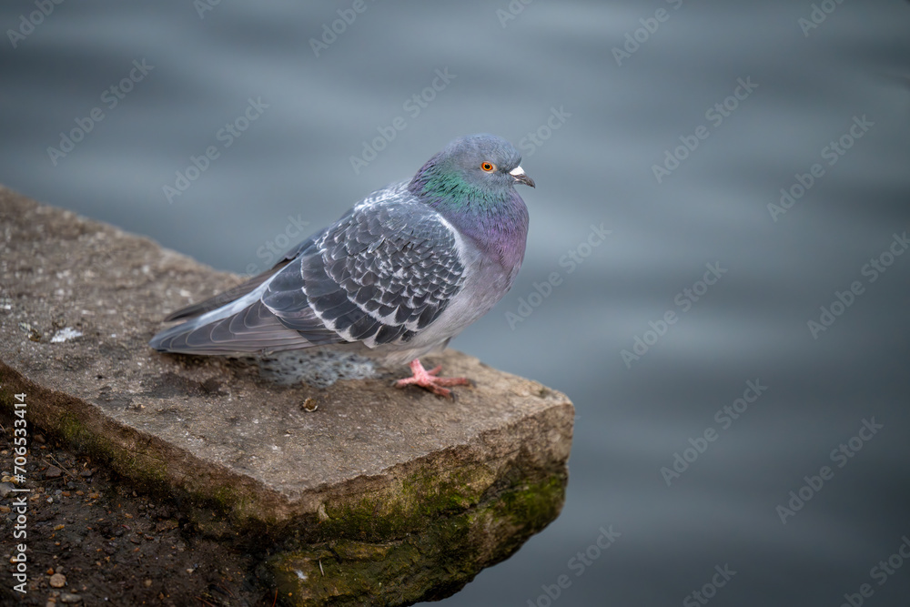 Rock dove or common pigeon or feral pigeon with lake behind. Rock dove or common pigeon (Columba livia) in Kelsey Park, Beckenham, Kent, UK. Copy space to right. Rock dove or common pigeon or feral pigeon with lake behind. Rock dove or common pigeon (Columba livia) in Kelsey Park, Beckenham, Kent, UK. Copy space to right.