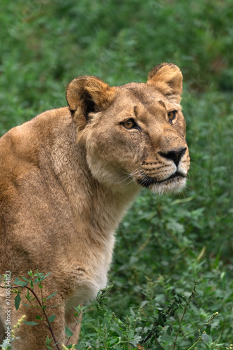 Female lion in the forest