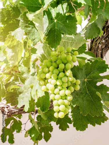 Wallpaper Mural Lush Green Grapes Hanging from Vine Torontodigital.ca