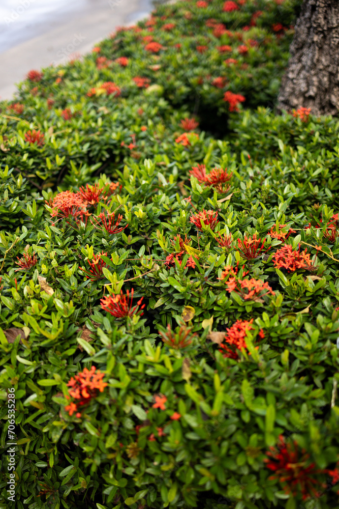 Cluster of Colorful Flowers Sit by a Tree in the Background Cluster of Colorful Flowers Sit by a Tree in the Background