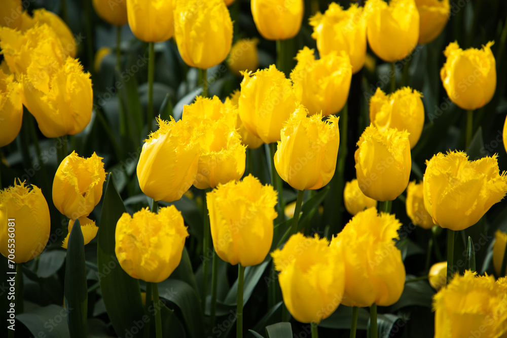 Yellow tulips. Yellow and green floral background. Elegant flowers of tulips. Bright flowers pattern, design, texture Yellow tulips. Yellow and green floral background. Elegant flowers of tulips. Bright flowers pattern, design, texture