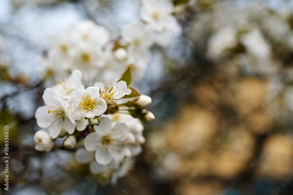 Blooming apple orchard. Spring background with white flowering branches, soft selective focus