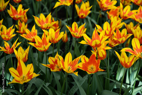 Yellow and red tulips. Floral background. Bright orange flowers pattern  design  texture. Tulips in the garden. Variety tulip Winnipeg