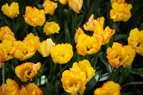 Yellow and red tulips. Floral background. Bright flowers pattern, design, texture. Tulips in the garden. 