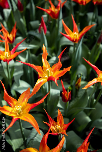 Acuminata tulip. Yellow and red tulips. Floral background. Bright orange flowers pattern, design, texture. Tulipa Cornuta