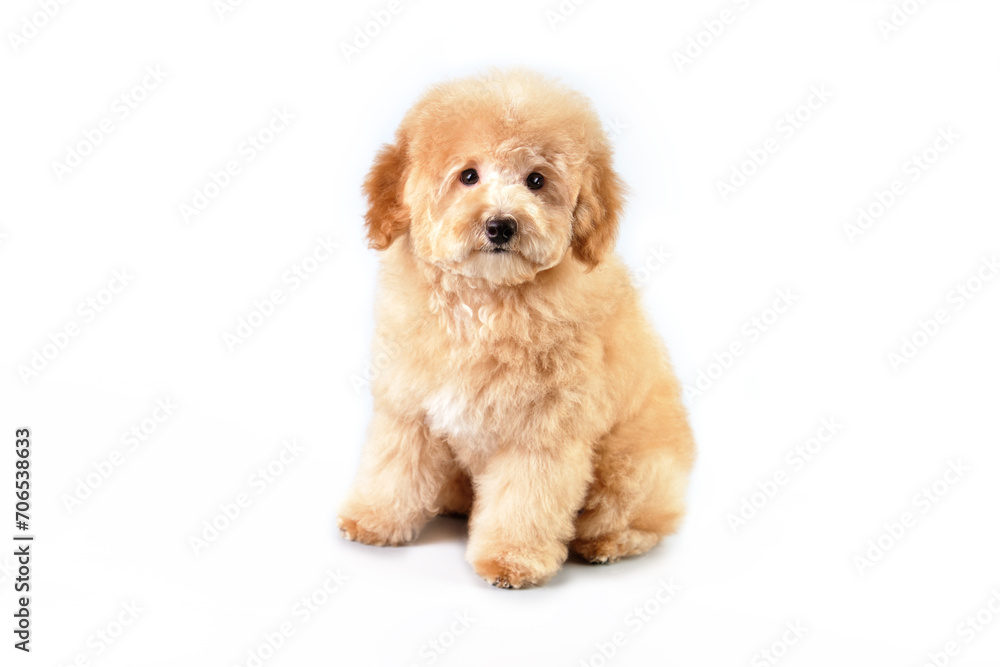 Beautiful baby poodle after grooming close-up