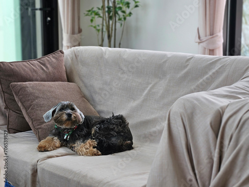 Adorable little black dog sitting on the couch sofa that cover with protection fabric sheet