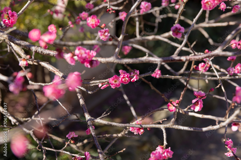Red plum flowers at Atami plum park in Shizuoka daytime Red plum flowers at Atami plum park in Shizuoka daytime