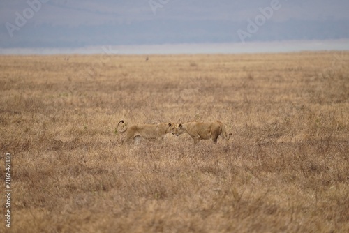 african wildlife, lions, grassland
