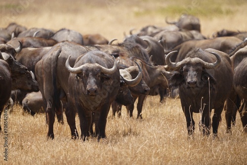 african wildlife  buffaloes  grassland  close