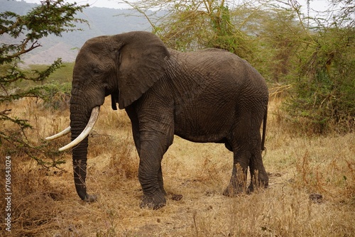 Sticker african wildlife - single adult elephant