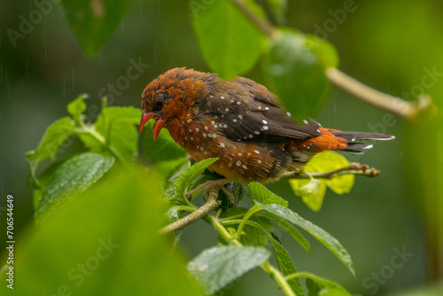 The red avadavat (Amandava amandava), red munia or strawberry finch, is a sparrow-sized bird of the family Estrildidae © lessysebastian