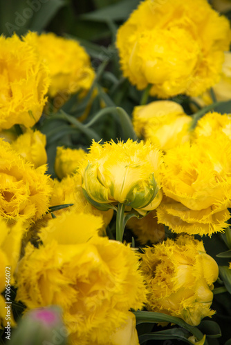 Yellow tulips. Yellow and green floral background. Double flowers