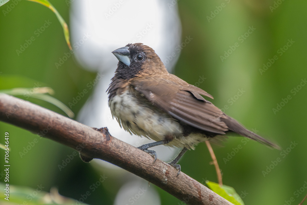 The white-headed munia (Lonchura maja) is a species of estrildid finch The white-headed munia (Lonchura maja) is a species of estrildid finch