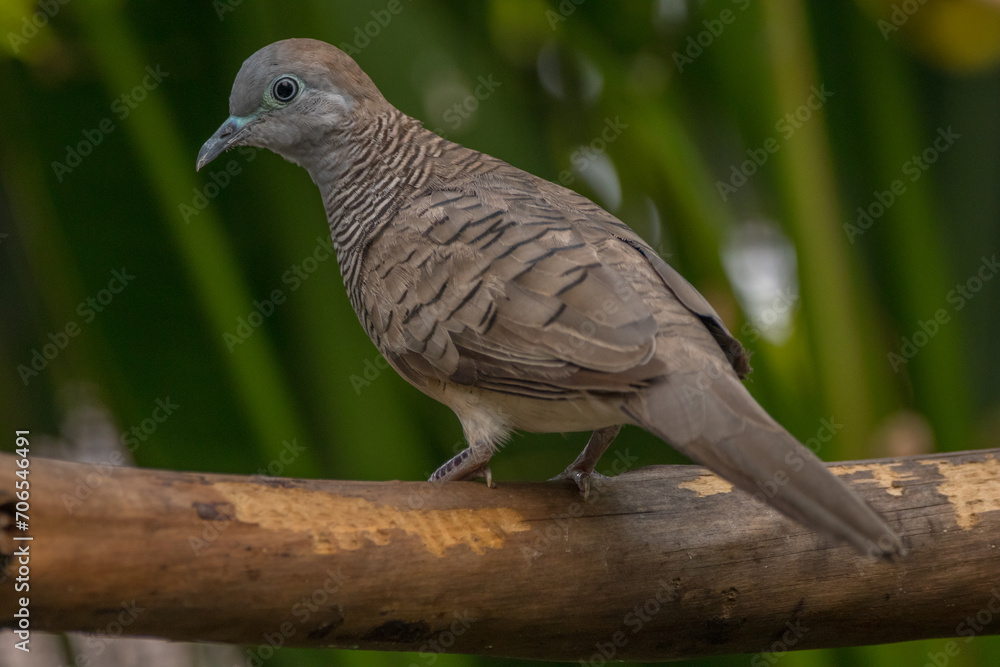 Fototapeta premium The zebra dove (Geopelia striata), also known as the barred ground dove, or barred dove, is a species of bird of the dove family, Columbidae